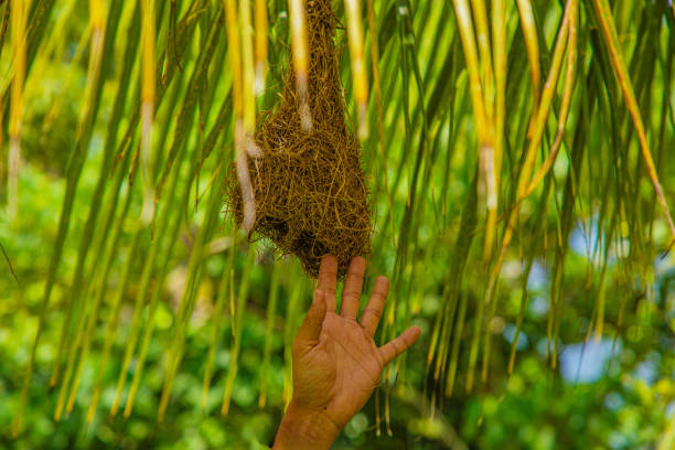 istock Baya weaver bird building nest on palm tree. 2179793636