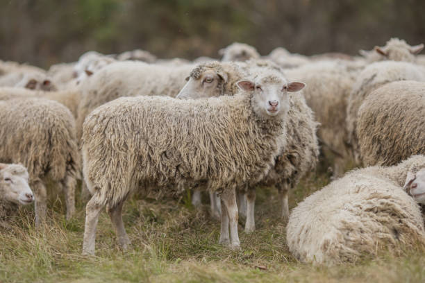 Flock of sheep grazing in meadow.
