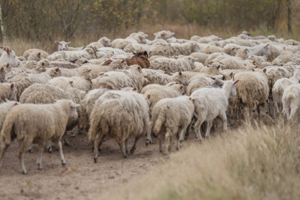 istock Flock of sheep grazing in meadow. 2179793917
