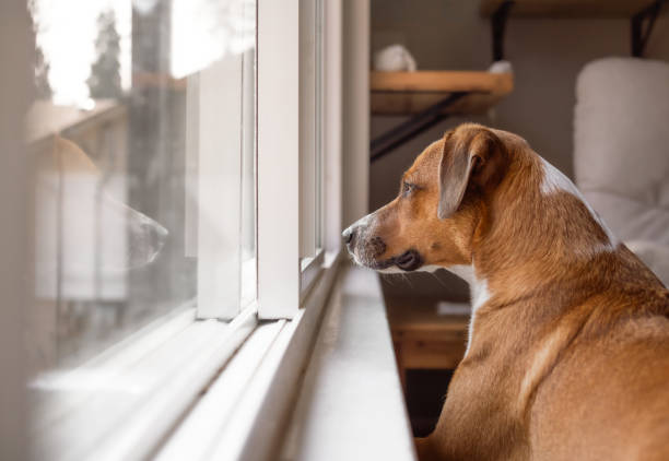 istock Cute dog looking out of the window. 2179794043