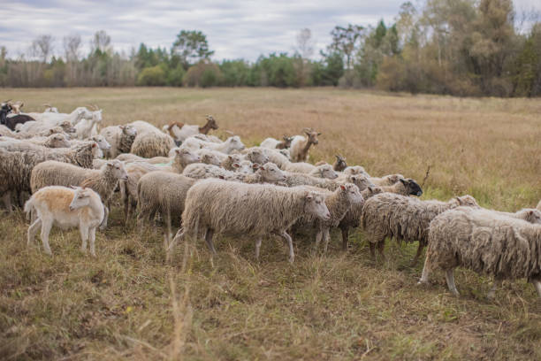 istock Flock of sheep grazing in meadow. 2179794832