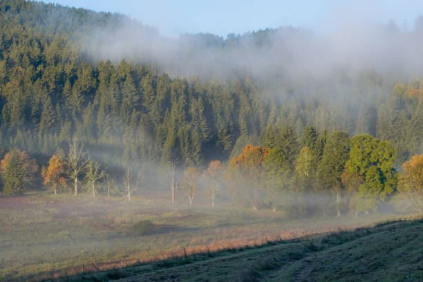 Morning over forest and meadow Landscape and nature in Sweden.Trees in the foreground and a meadow with fog in the background, early autumn morning late summer morning. Beautiful nature with beautiful light and colors