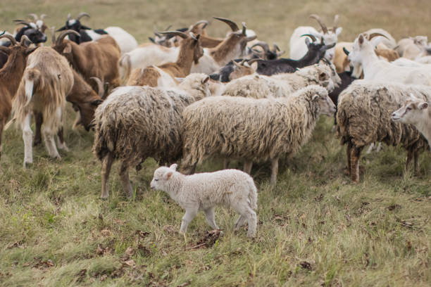 istock Flock of sheep grazing in meadow. 2179795089