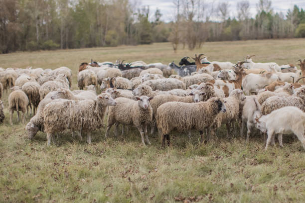 istock Flock of sheep grazing in meadow. 2179795260