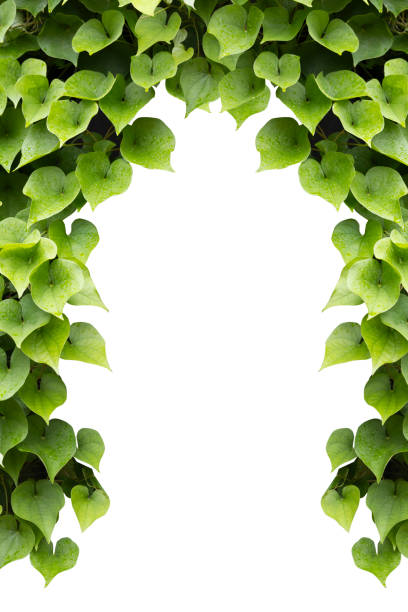 istock Green leaves forming a border around a white background. 2179795749