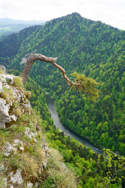 Sokolica summit in Pieniny Mountains with relict pine tree and aerial view of Dunajec river. Pieniny National park, Poland Poland