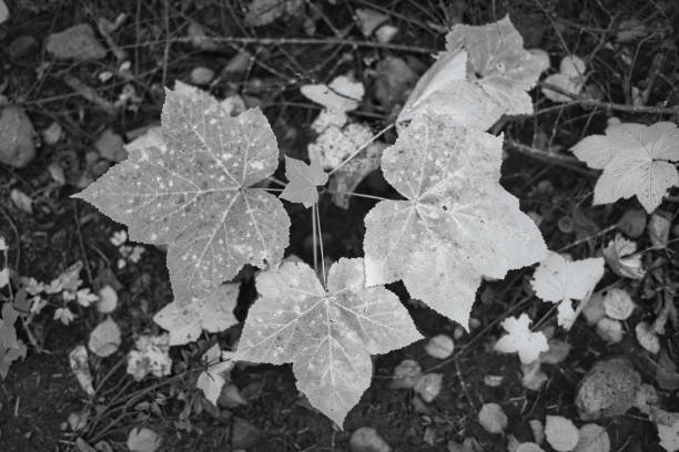A close-up view of large, textured leaves in black and white. The leaves are arranged in a cluster, showcasing their intricate details and patterns. The background features blurred foliage and stones, creating a natural setting.