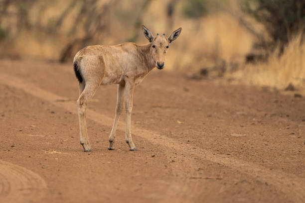 istock A young hartebeest antelope stands alert in the African bushveld, its soft features and curious gaze 2179797356