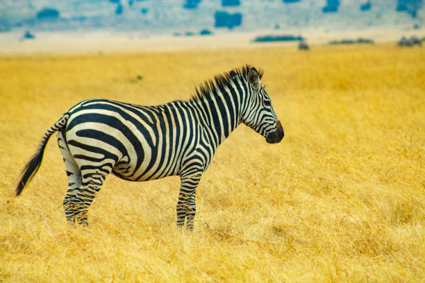 A solitary Plains Zebra stands amidst the tall, golden grasses of the savanna, its stripes contrasting beautifully against the warm, earthy tones of its surroundings.