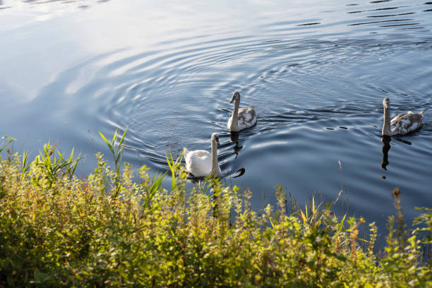 Swans swimming in a lake in autumn in a Nordic Country (Norway) in autumn (or fall).