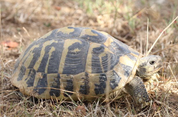 istock Hermann's Tortoise in Albania 2179798007