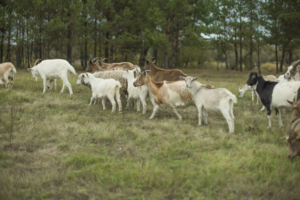 Herd of goats grazing in meadow.