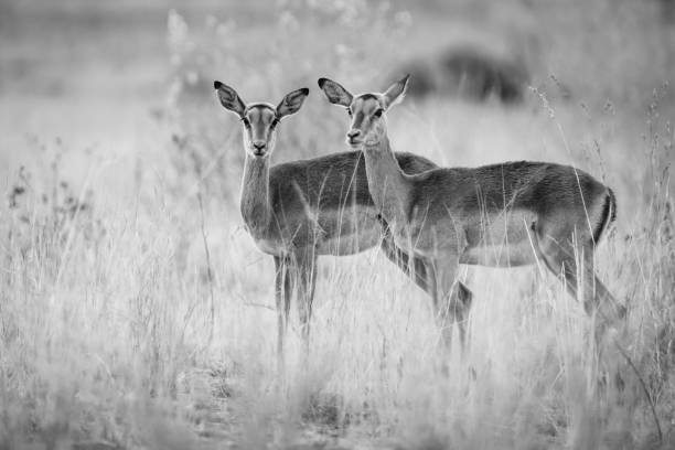 istock Two female impalas stand closely together amid tall grass, blending seamlessly with their natural surroundings. 2179798933