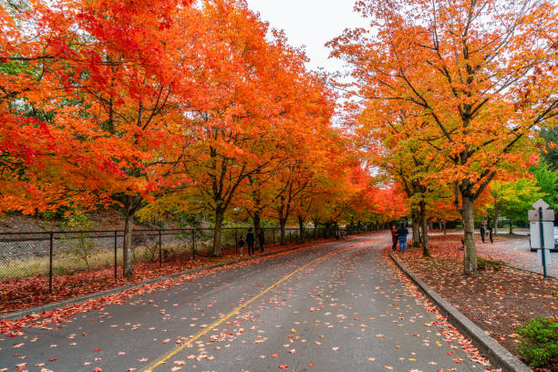Maple tree in Stanley Park, Vancouver, displays its autumn leaves