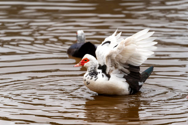 istock close up. Ducks swimming in an almost empty lagoon 2179805579