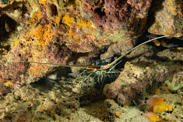 The Blue Spiny Lobster Panulirus versicolor is a species of spiny lobster that occurs in the shallow tropical waters of the Western Pacific and the Indian Ocean, mostly in a depth range from 0-40m sometimes much deeper, max. length 40cm. \n\nThe species has no claws, two spiny rostra over the eyes, and two pairs of large antennae, like all spiny lobsters. Panulirus versicolor is nocturnal and solitary, in daytime hiding in small caves and crevices in reefs or under coral. \n\nThe species is carnivore, eating both carrion and fresh caught arthropods, other crustaceans, occasional small fish. \n\nTwo species of Cardinalfish are there: Narrowlined Cardinalfish Taeniamia fucata and Spurcheek Cardinalfish Pristapogon fraenatus. \n\nTriton Bay, Indonesia, \n3°51'36.5976 S 133°58'17.5512 E at 8m depth