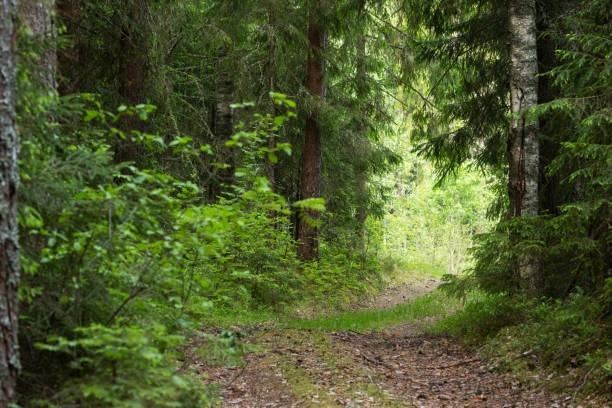 istock A small dirt path through a summery boreal forest in Estonia 2179809009