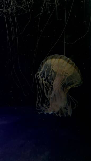 istock Ethereal Jellyfish in the Dark Depths 2179809291