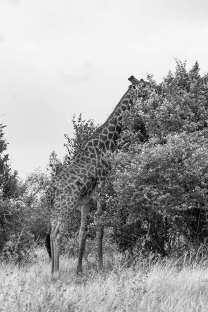 istock Masai Giraffe Reaching for Leaves 2179809350