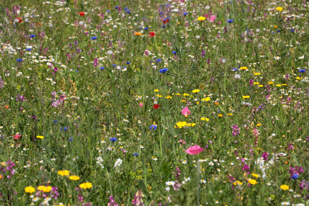 istock Mixed flowers in a meadow with wild flowers. 2179810473