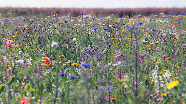 istock A meadow with spring flowers. Natural colorful landscape 2179810486