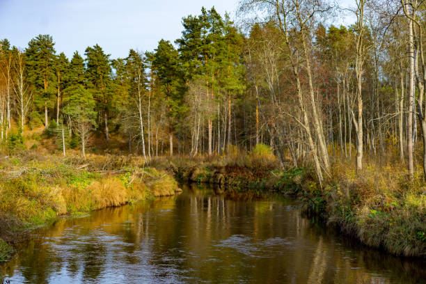istock Autumn in the forest 2179810750
