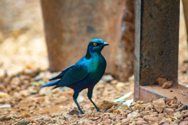 A vibrant Greater Blue-eared Starling stands alert on a rocky ground, its iridescent blue feathers shimmering in the sunlight. The bird's bright yellow eye ring and long tail are also clearly visible.