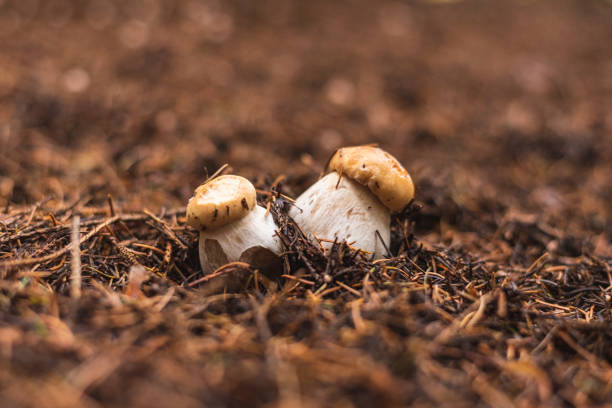 Two young boletus edulis grow on pine forest floor.