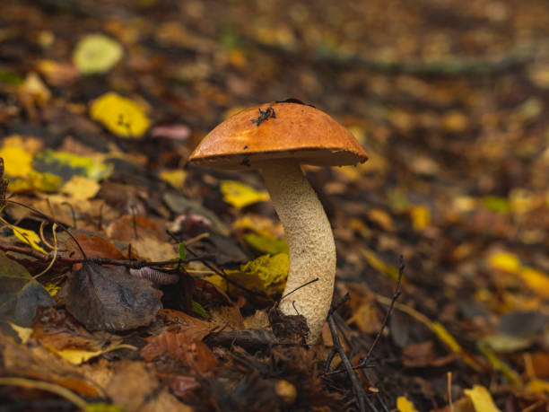 istock Boletus mushroom grows on wet forest floor after the rain 2179813789