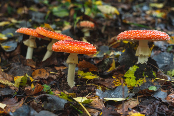 istock Fly agaric mushroom growing on grass after rain 2179814097