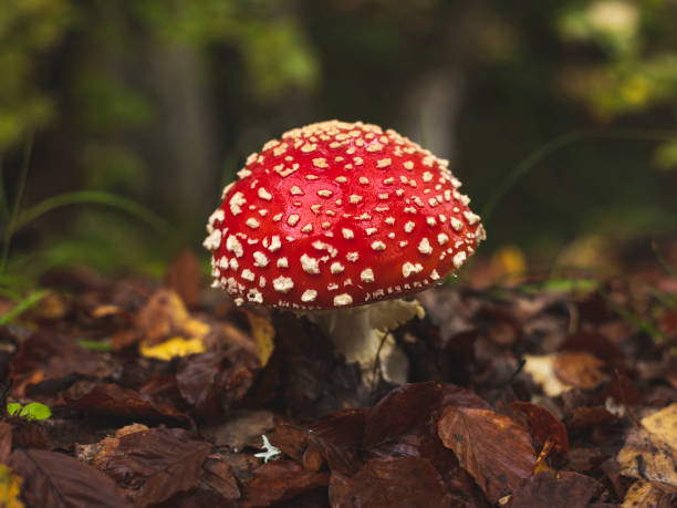 istock Fly agaric mushroom growing on grass after rain 2179814098