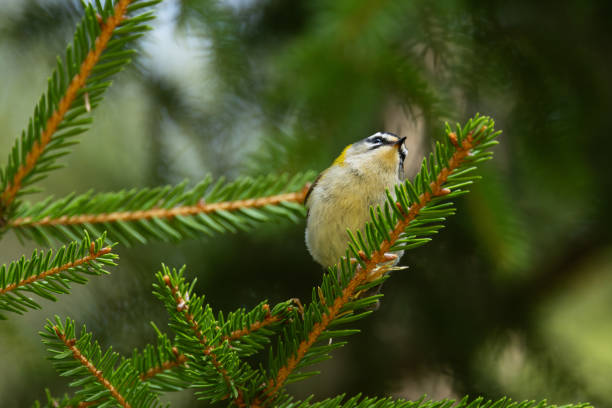 istock Common firecrest standing on a Spruce branch and looking for food on a spring day in a boreal forest in Estonia 2179814817