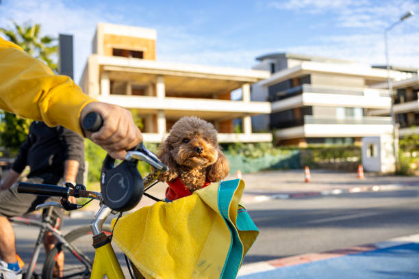The sweet poodle sitting in the bicycle basket