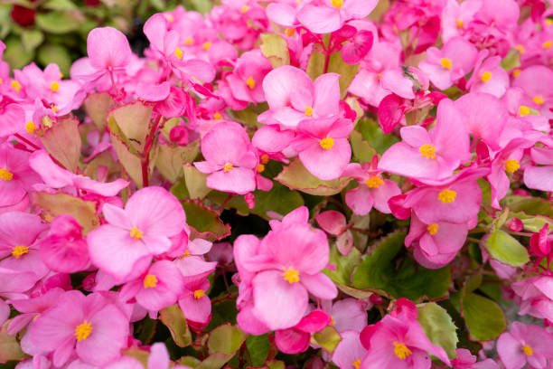 istock Wax Begonia flowers in flower beds. 2179814976