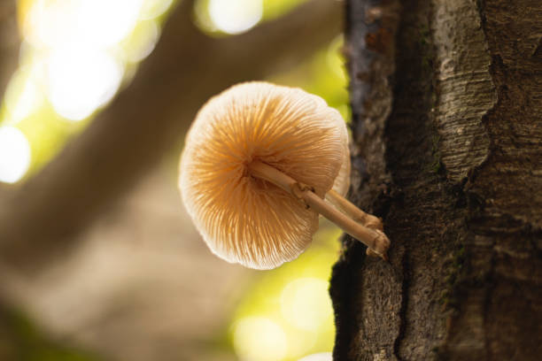 istock Porcelain mushroom growing from dead beech tree 2179815840