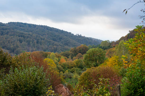 istock View on colorful mountain forest in autumn day 2179817033