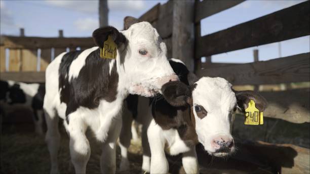 istock Two calves are standing in a barn 2179819620