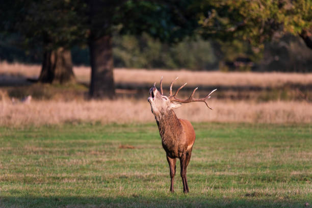 istock Beautiful image of red deer stag and does Cervus Elaphus in Autumn Fall during rut mating season 2179820026