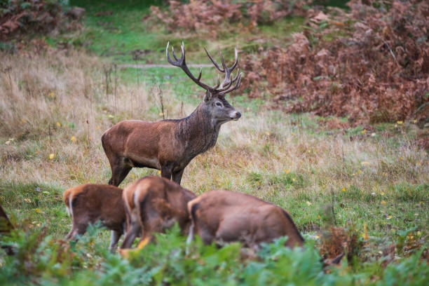 istock Beautiful image of red deer stag and does Cervus Elaphus in Autumn Fall during rut mating season 2179820052