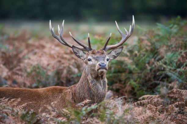 istock Beautiful image of red deer stag and does Cervus Elaphus in Autumn Fall during rut mating season 2179820104