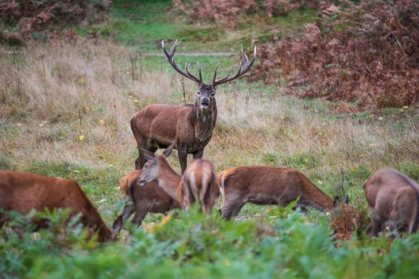 istock Beautiful image of red deer stag and does Cervus Elaphus in Autumn Fall during rut mating season 2179820209