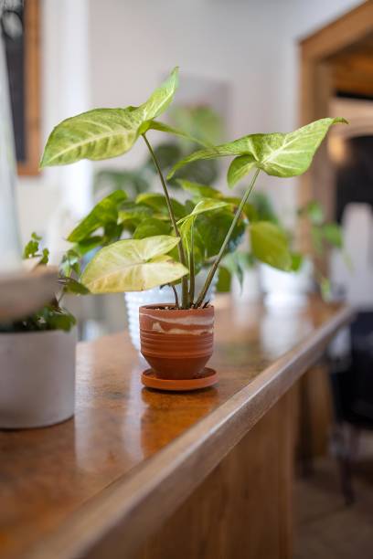 istock Potted plant with several leaves set on the table 2179820446