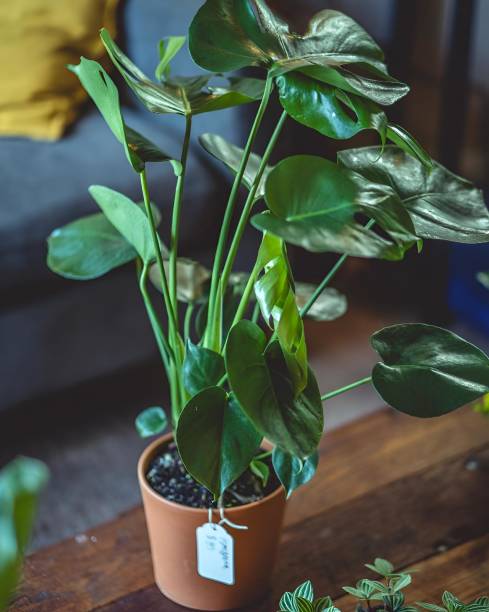 istock Potted plant with several leaves set on the table 2179820521