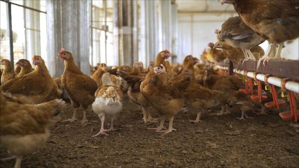 istock Group of brown chickens standing on a chicken farm 2179820901