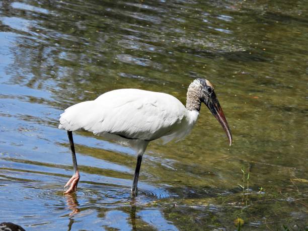 istock Wood Stork (Mycteria americana) - foraging in the lake 2179821054