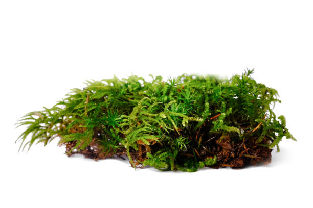 istock Natural green moss on a white isolated background. 2179821816