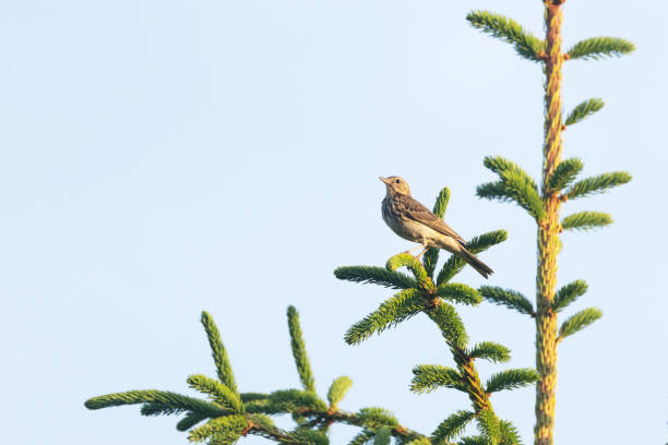 A small Tree pipit standing on a Spruce branch in a forest in Estonia, Northern Europe
