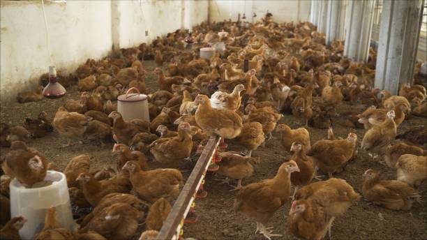 Many chickens living in a chicken coop eating and drinking