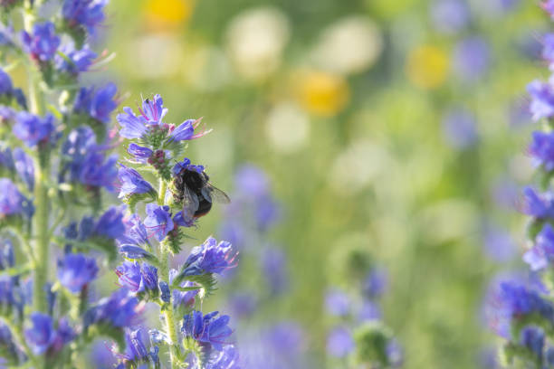 Bumblebee pollinating a blooming Common viper's-bugloss on a sunny meadow in Estonia, Northern Europe