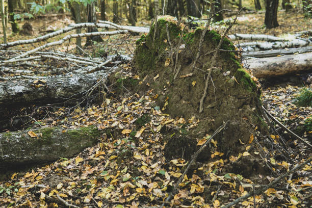Fallen trees in a forest during sunny day in autumn season after strong and devastating winds
